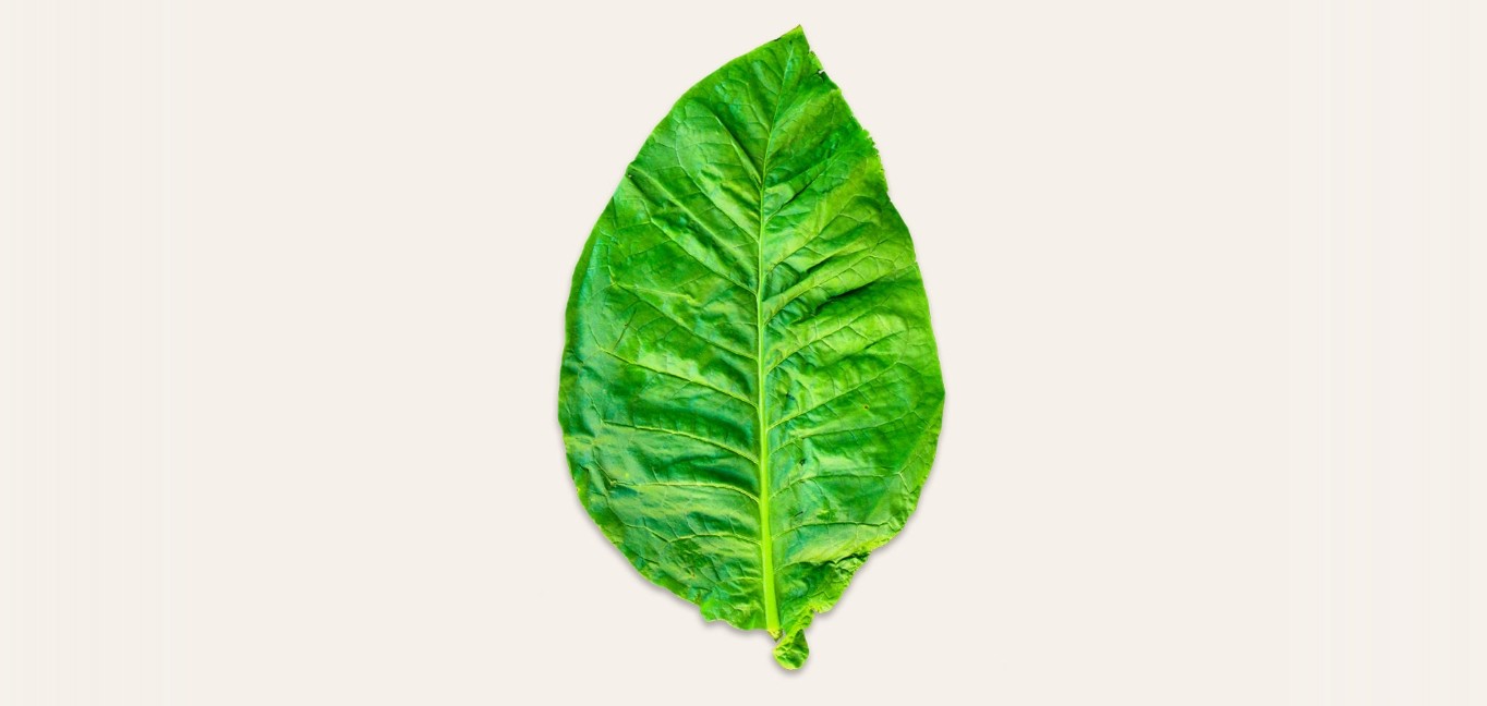 Hero Leaf